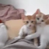 Kucing 11