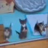 ﹒🩵˙﹟Gatitos﹗© ivanbu 14