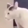 🌈🐈Reaccion Gatos Pal Chat🐈🌈 7