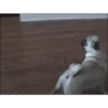 PERROS 7
