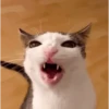 Gatos~ᓚᘏᗢ 8