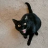 Funny cats black🐈‍⬛🐈‍⬛🐈‍⬛ 12