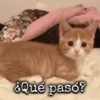 Gatos~ᓚᘏᗢ 7