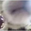 Animated Cats 😺🎉 18