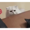 REAÇÕES GaTinhos 😻 9