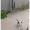 1,3 Não