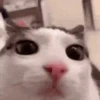 Animated Cats 😺🎉 14