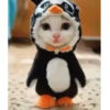 Michi gatito baile bailando🎵🐱🎵 20