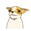 Chihuahua te responde 🐶📩 16