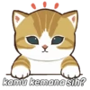 Kucing Gemoy #2 11