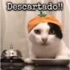 Gatos~ᓚᘏᗢ 11
