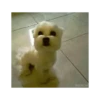 Dog cute 🐾💓 11