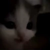 🌈🐈Reaccion Gatos Pal Chat🐈🌈 25