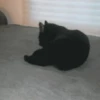 Funny cats black🐈‍⬛🐈‍⬛🐈‍⬛ 11