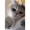 Kucing 10
