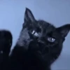 Funny cats black🐈‍⬛🐈‍⬛🐈‍⬛ 15