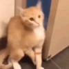 Animated Cats 😺🎉 27