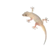 Lagarto 🦎 8