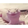 Lagarto 🦎 7