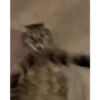 Gatitos 😹 9