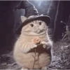 Wizard Cat 6