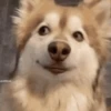Perritos para el chat🐶 11
