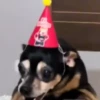 🎵 TIKTOKeando 28🎵 8