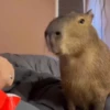 Capivara. | @ocenferios  Haki. 6