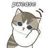 Kucing Gemoy #2 17