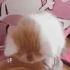 Gatos~ᓚᘏᗢ 14