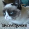 Gatos~ᓚᘏᗢ 9