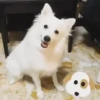PERROS 5