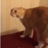 🌈🐈Reaccion Gatos Pal Chat🐈🌈 8