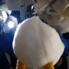 Pato Gifs 🦆 10