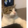 Más y más gatos 👌😿 16