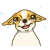 Chihuahua te responde 🐶📩 12