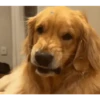 REAÇÕES CACH🐕RR🐶s 9