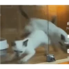 REAÇÕES GaTinhos 😻 11