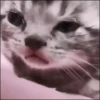 Gatos~ᓚᘏᗢ 12