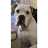 PERROS 6
