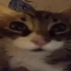 Animated Cats 😺🎉 13
