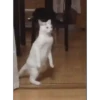🌈🐈Reaccion Gatos Pal Chat🐈🌈 11