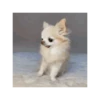 Dog cute 🐾💓 10