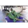 Lagarto 🦎 22