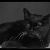 Funny cats black🐈‍⬛🐈‍⬛🐈‍⬛ 9
