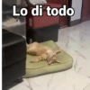 Lo di todo