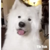 PERROS 9