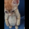 🌈🐈Reaccion Gatos Pal Chat🐈🌈 17