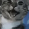✨💥ShiSpOST CaTS😹 7