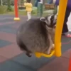 🌈🦝Reaccion Mapaches Pal Chat🦝🌈 7